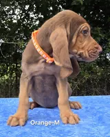 Orange , a male Bloodhound for sale in Rusk, TX – 3 of 5