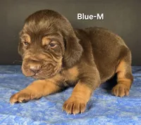 Blue, a male Bloodhound for sale in Rusk, TX – 1 of 3