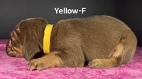 Yellow , a female Bloodhound for sale in Rusk, TX – 2 of 3