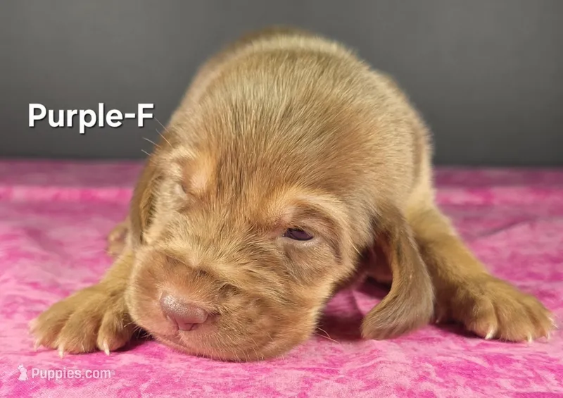 Purple  – Bloodhound puppy for sale in Rusk, TX