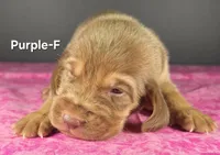 Purple , a female Bloodhound for sale in Rusk, TX – 1 of 3