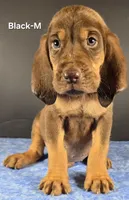 Black, a male Bloodhound for sale in Rusk, TX – 2 of 3