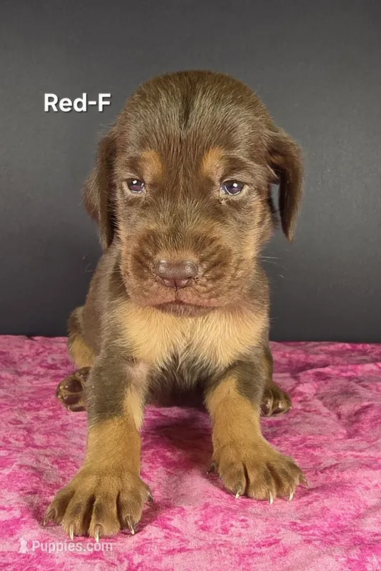 Red – Bloodhound puppy for sale in Rusk, TX