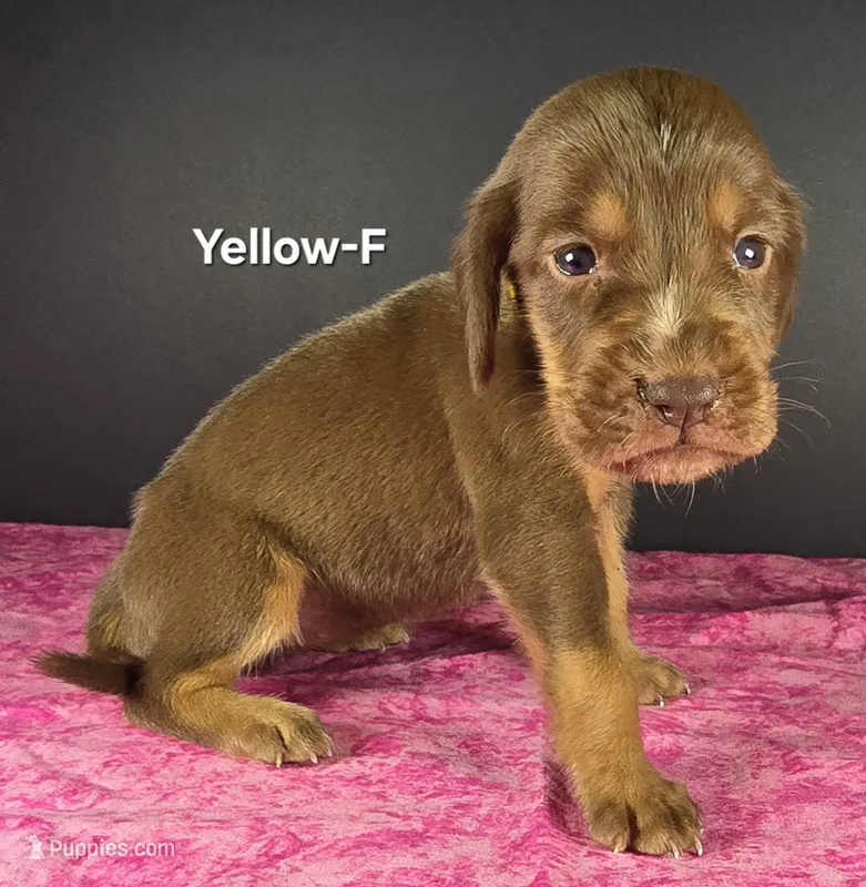 Yellow  – Bloodhound puppy for sale in Rusk, TX