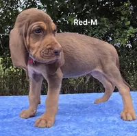 Red, a male Bloodhound for sale in Rusk, TX – 3 of 5