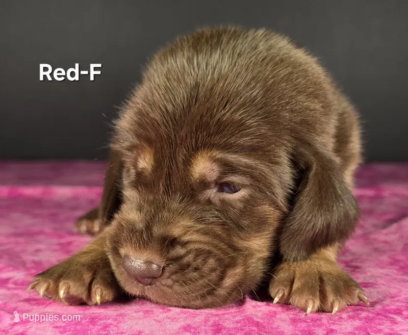 Red – Bloodhound puppy for sale in Rusk, TX