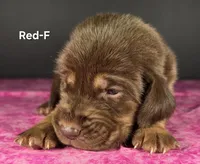Red, a female Bloodhound for sale in Rusk, TX – 1 of 3