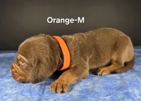 Orange , a male Bloodhound for sale in Rusk, TX – 2 of 3