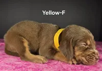 Yellow , a female Bloodhound for sale in Rusk, TX – 3 of 3