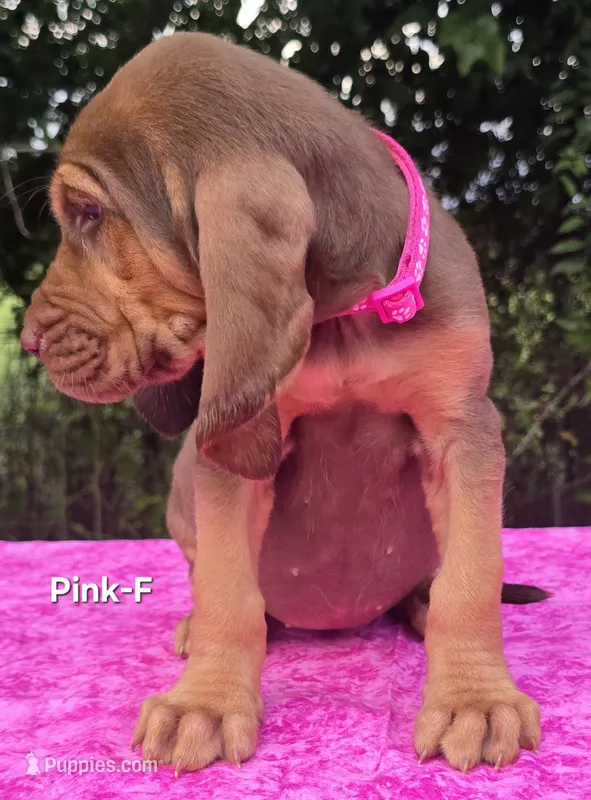 Pink  – Bloodhound puppy for sale in Rusk, TX