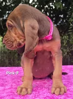 Pink , a female Bloodhound for sale in Rusk, TX – 1 of 6