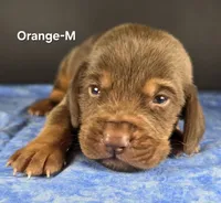 Orange , a male Bloodhound for sale in Rusk, TX – 3 of 3