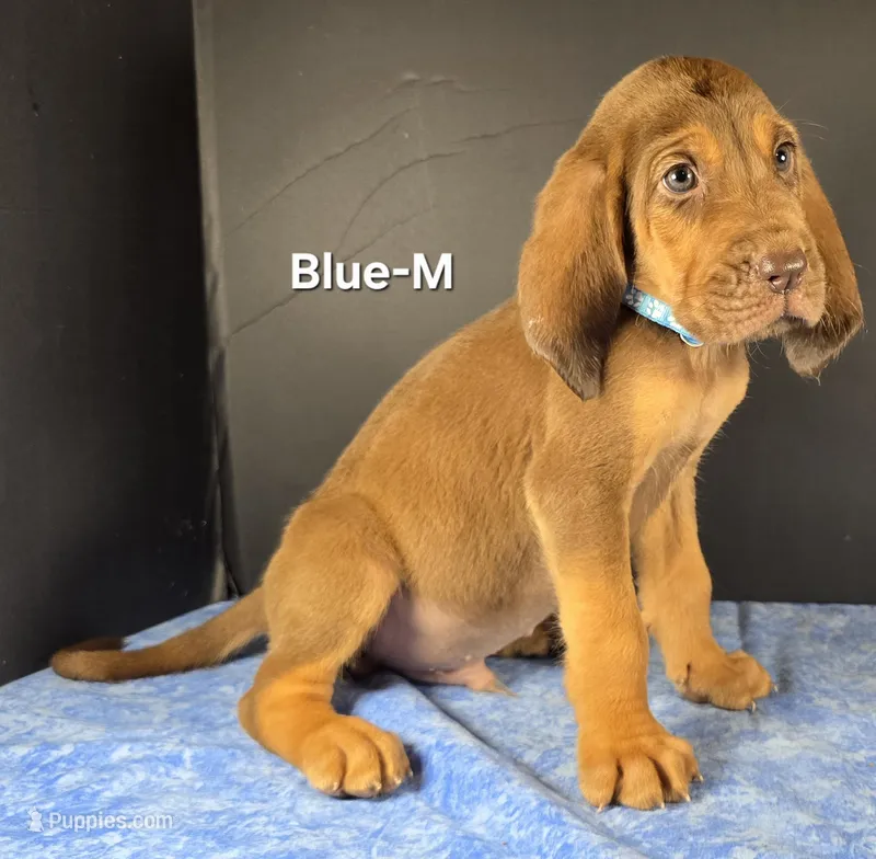 Blue – Bloodhound puppy for sale in Rusk, TX