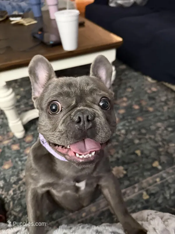 Tj – French Bulldog puppy for sale in Albany, GA