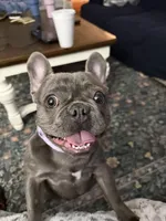 Tj, a male French Bulldog for sale in Albany, GA – Photo 1 of 4