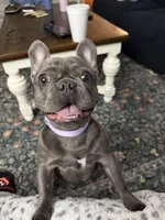 Tj, a male French Bulldog for sale in Albany, GA – Photo 4 of 4