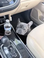 Tj, a male French Bulldog for sale in Albany, GA – Photo 3 of 4