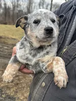 processed/96a3e859-1e2e-419b-936b-f5ffcbe270fd/listing/29e63df8-f0e9-4624-be47-e0600f101143/143297be-cb77-44d6-acdf-383c360026b6