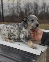 processed/96a3e859-1e2e-419b-936b-f5ffcbe270fd/listing/29e63df8-f0e9-4624-be47-e0600f101143/715d8419-ba1e-4d37-bb09-5eca888c1fb7