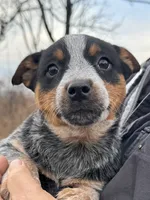 processed/96a3e859-1e2e-419b-936b-f5ffcbe270fd/listing/e5786e01-afe1-4957-9818-e6af38bf4a70/6c153146-b4bb-468c-9d0d-48fea728c569