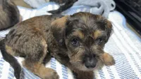 Casey, a female Schnoodle for sale in Belvidere, IL – 1 of 1