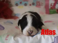 Atlas, a male Aussiedoodle for sale in Jasper, AR – Photo 2 of 2