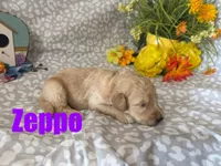 Zeppo, a male English Goldendoodle for sale in Jasper, AR – 1 of 1