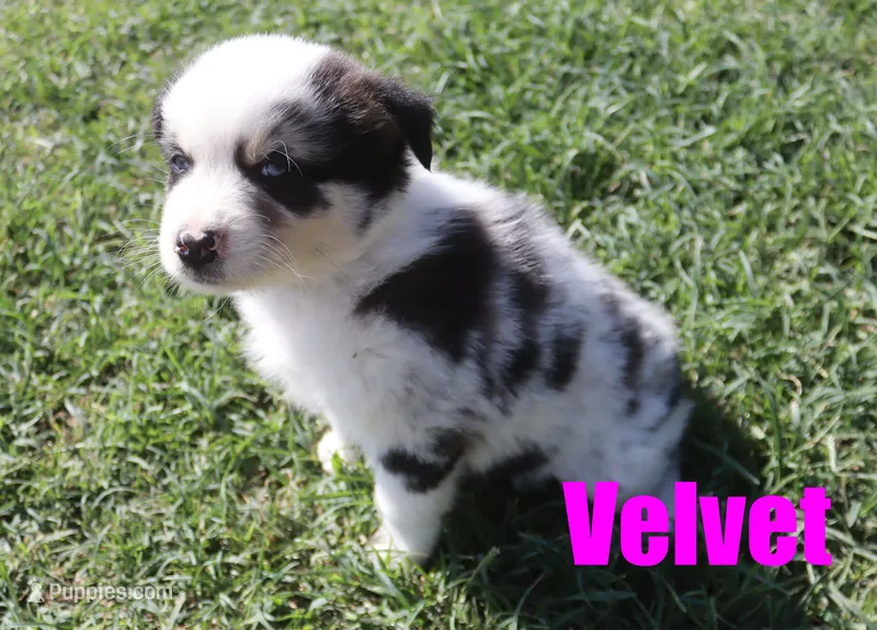 Velvet – Australian Shepherd puppy for sale in Jasper, AR