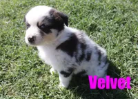 Velvet, a female Australian Shepherd for sale in Jasper, AR – 3 of 8