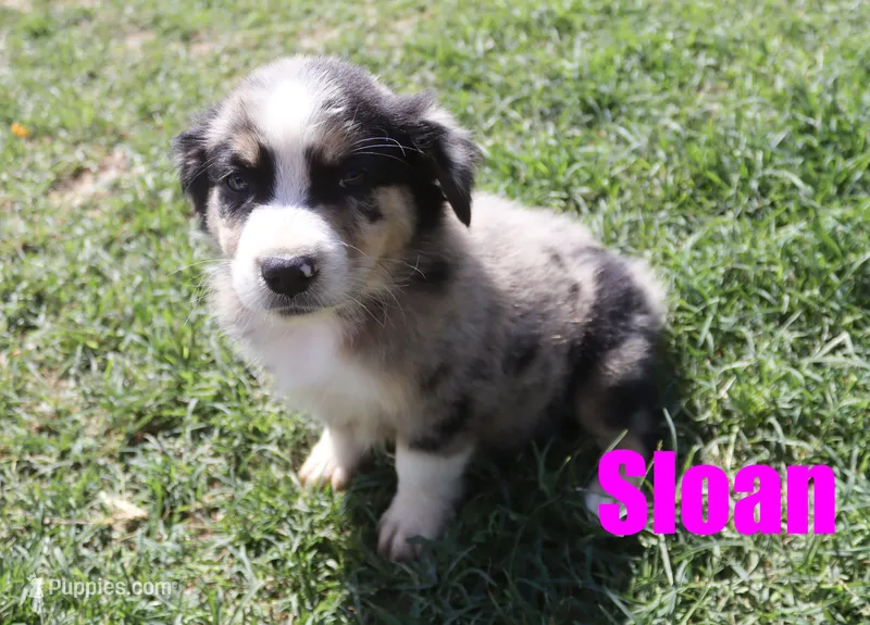 Sloan – Australian Shepherd puppy for sale in Jasper, AR