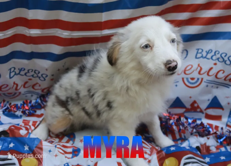Myra – Miniature Australian Shepherd puppy for sale in Jasper, AR