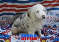Myra, a female Miniature Australian Shepherd for sale in Jasper, AR – 2 of 10
