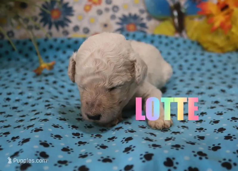 Lotte – Poodle - Standard  puppy for sale in Jasper, AR