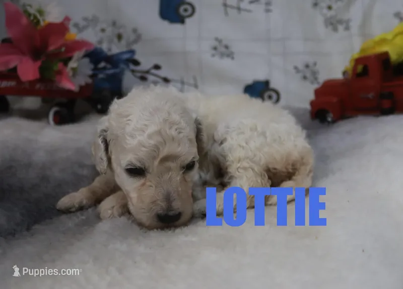 Lotte – Poodle - Standard  puppy for sale in Jasper, AR