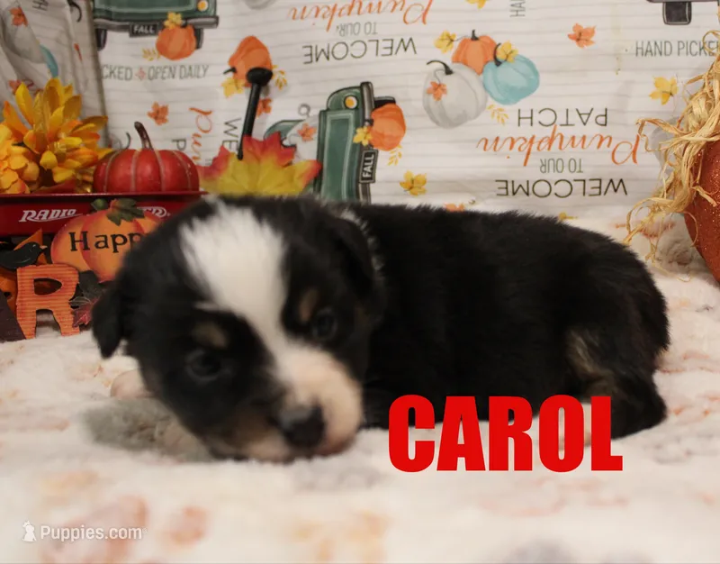 Carol – Australian Shepherd puppy for sale in Jasper, AR