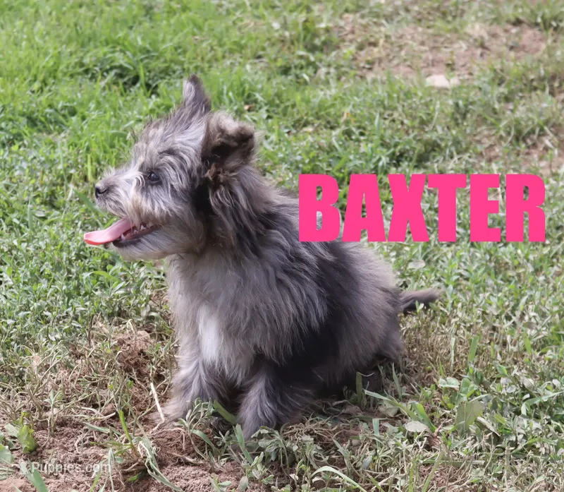 Baxter – Miniature Aussiedoodle puppy for sale in Jasper, AR