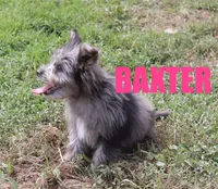Baxter, a male Miniature Aussiedoodle for sale in Jasper, AR – 1 of 9