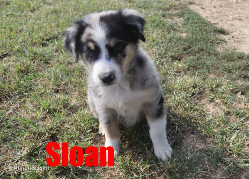 Sloan – Australian Shepherd puppy for sale in Jasper, AR