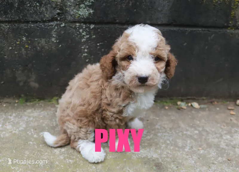 Pixy – Poodle - Miniature  puppy for sale in Jasper, AR