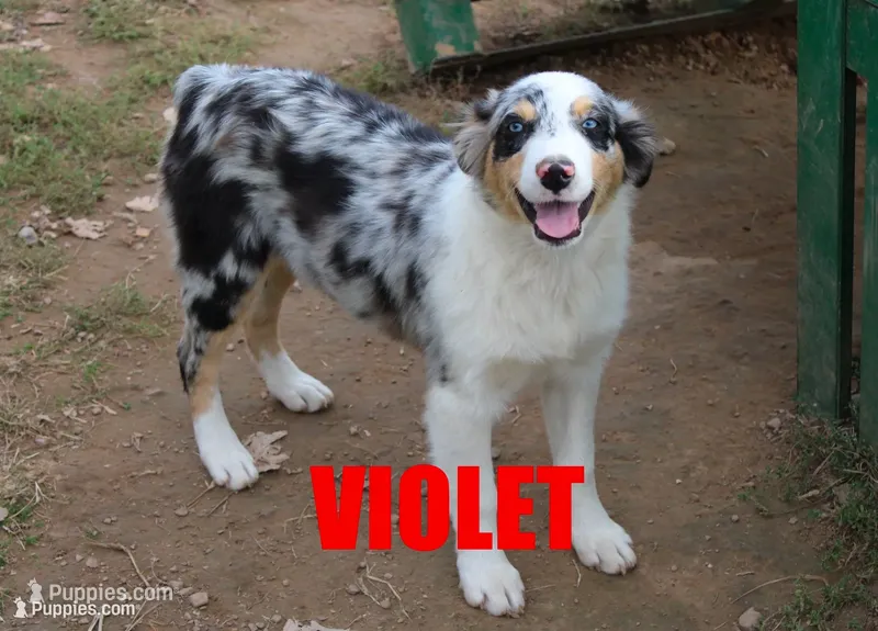 Violet – Australian Shepherd puppy for sale in Jasper, AR