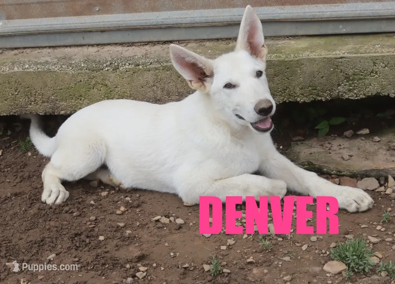 Denver – German Shepherd Dog puppy for sale in Jasper, AR
