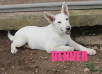 Denver, a male German Shepherd Dog for sale in Jasper, AR – 1 of 3