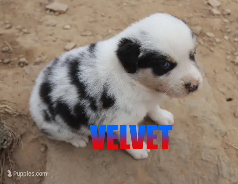 Velvet – Australian Shepherd puppy for sale in Jasper, AR