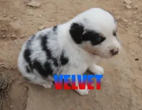 Velvet, a female Australian Shepherd for sale in Jasper, AR – 5 of 8