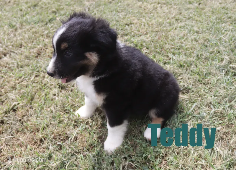 Teddy – Miniature Australian Shepherd puppy for sale in Jasper, AR