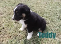 Teddy, a male Miniature Australian Shepherd for sale in Jasper, AR – 2 of 8