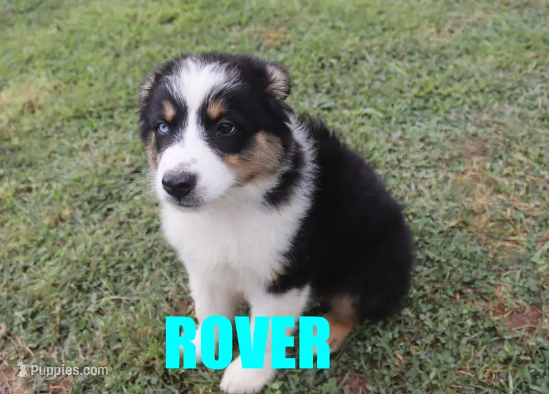 Rover – Australian Shepherd puppy for sale in Jasper, AR