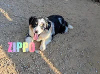 Zippo, a male Australian Shepherd for sale in Jasper, AR – 2 of 7