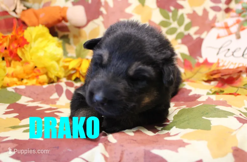 Drako – German Shepherd Dog puppy for sale in Jasper, AR