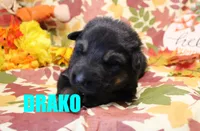 Drako, a male German Shepherd Dog for sale in Jasper, AR – 1 of 1